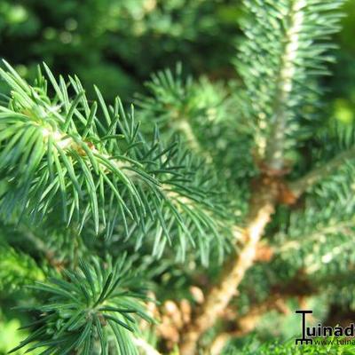 Witte spar - Picea glauca 'Conica'