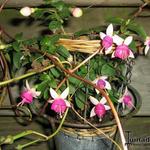 Fuchsia 'Delta's Sara' - Bellenplant