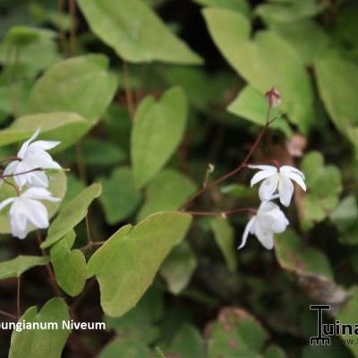 Elfenbloem - Epimedium x youngianum 'Niveum'