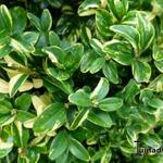 Buxus sempervirens 'Karmen' - Palmboompje, Buxus, bontbladige