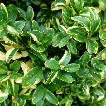 Buxus sempervirens 'Karmen'