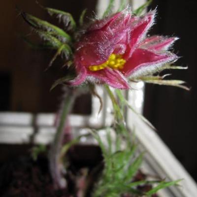 Wildemanskruid - Pulsatilla vulgaris 'Röde Klokke'