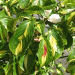 Cornus kousa 'Goldstar'  - Japanse kornoelje, grootbloemige