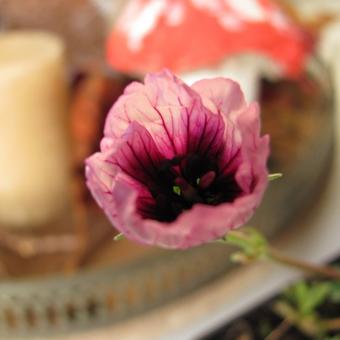 Geranium cinereum 'Tumbling Heart'