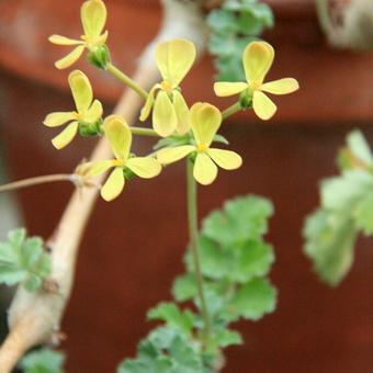 Pelargonium gibbosum