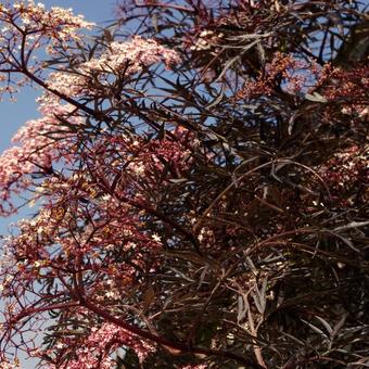 Sambucus nigra 'Black Lace'