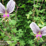 Pelargonium praemorsum - Geranium