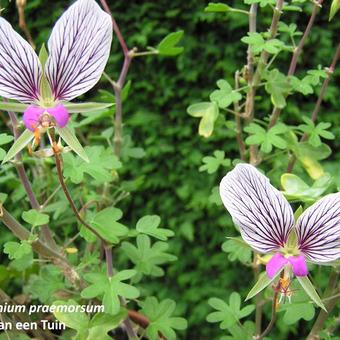 Pelargonium praemorsum