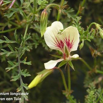 Pelargonium longicaule