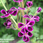 Pelargonium 'Lawrenceanum' - Geranium