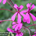 Pelargonium ionidiflorum - Geranium