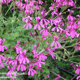 Pelargonium ionidiflorum