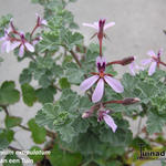 Pelargonium exstipulatum - Geranium