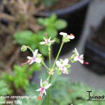 Pelargonium ceratophyllum - Geranium