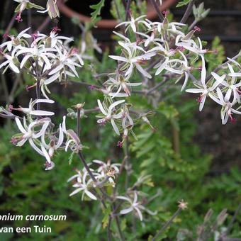 Pelargonium carnosum