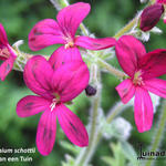 Pelargonium schottii - Geranium