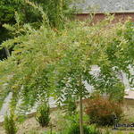 Salix integra ´Flamingo´ - Geoorde wilg