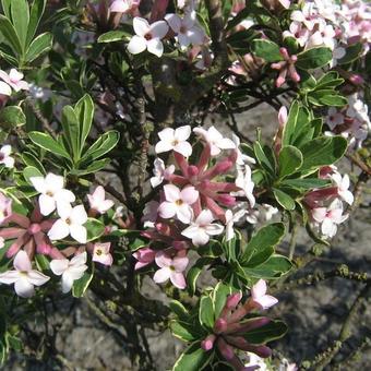 Daphne x burkwoodii 'Astrid'