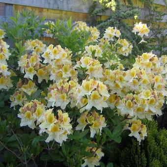 Rhododendron 'Lapwing'