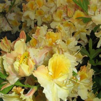 Rhododendron 'Lapwing'