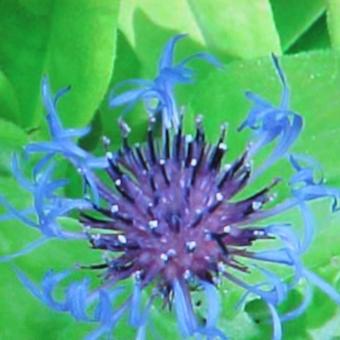 Centaurea montana 'Gold Bullion'