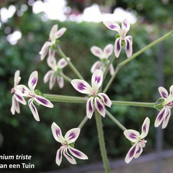 Pelargonium triste