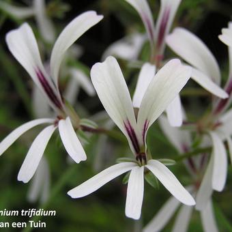 Pelargonium trifidum