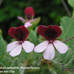 Pelargonium x 'Renate Parsley' - Geranium