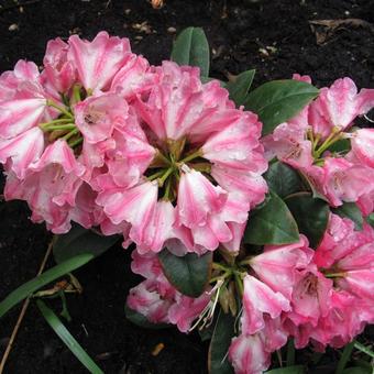 Rhododendron Yakushimanum 'Marlis'