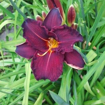 Hemerocallis 'Ed Murray'