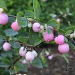 Symphoricarpos x doorenbosii 'Amethyst' - Sneeuwbes, Klapbes