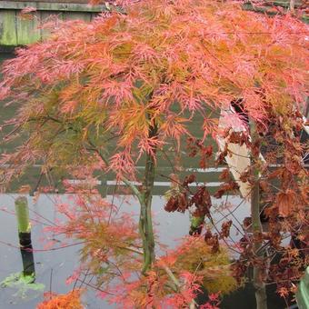 Acer palmatum 'Emerald Lace'