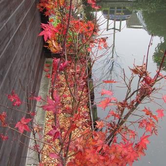 Acer palmatum