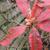 Rhododendron 'Lapwing'