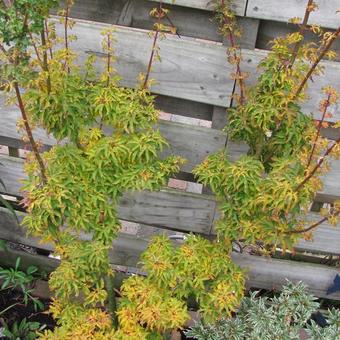 Acer palmatum 'Shishigashira'