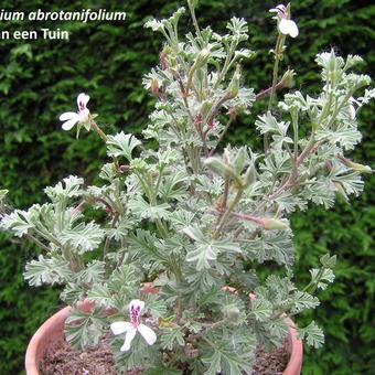 Pelargonium abrotanifolium