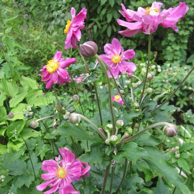 Herfstanemoon - Anemone hupehensis 'Prinz Heinrich'