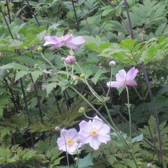 Anemone hupehensis