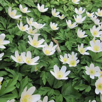 Anemone nemorosa