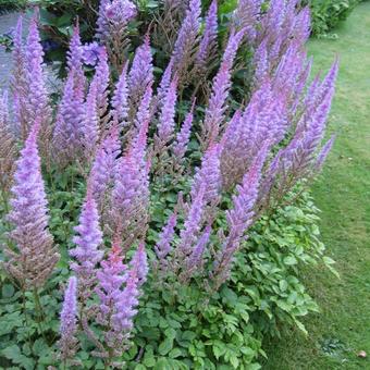 Astilbe chinensis 'Pumila'