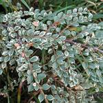 Cotoneaster atropurpureus 'Variegatus' - Dwergmispel, bontbladbladige dwergmispel