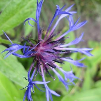 Centaurea montana 'Coerulea'