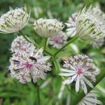 Astrantia major - Zeeuws knoopje