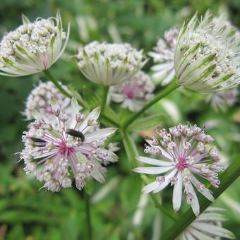 Astrantia major