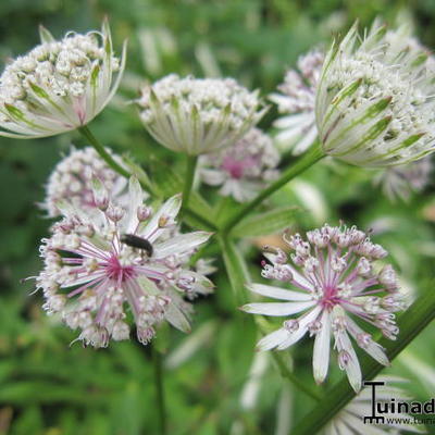 Astrantia major - Zeeuws knoopje