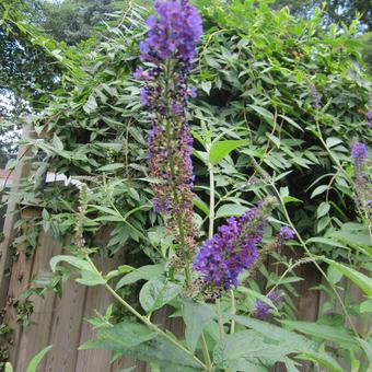 Buddleja davidii FREE PETITE 'Blue Heaven'