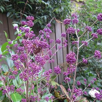 Callicarpa bodinieri