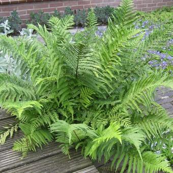 Athyrium filix-femina