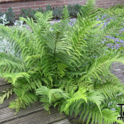 Wijfjesvaren - Athyrium filix-femina