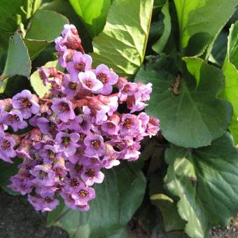 Bergenia hybride